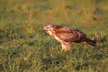Common buzzard, buteo buteo, eating from a prey in the meadows in the Netherlands
