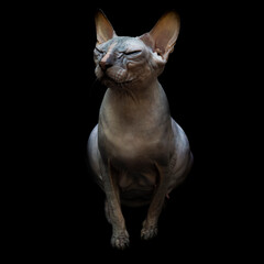 Bald, naked Donskoy or Canadian Sphinx. Domestic gray purebred cat without fur and undercoat poses. Square photo portrait in a studio isolated on a black background.