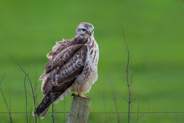 Common buzzard, buteo buteo, sitting in the meadows in the Netherlands