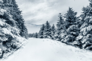 Winter scene in Whinlatter Forest