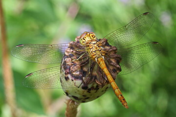 Dragonfly sitting on a poppy capsule in a garden in Austria, Europe
