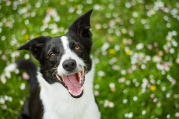 happy border collie dog looking up at the camera with flowers in the grass in the background - obrazy, fototapety, plakaty