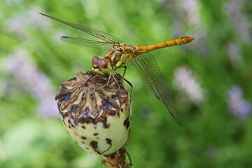Dragonfly sitting on a poppy capsule in a garden in Austria, Europe
