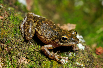 Ruderfrosch // Hollow-snouted Shrub Frog (Pseudophilautus cf. cavirostris) - Sri Lanka © bennytrapp