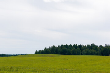 Field with forest and blue sky