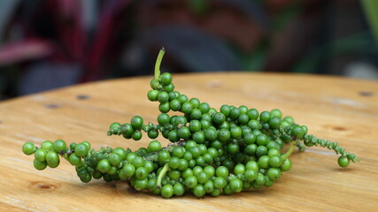 Fresh green pepper.(Piper nigrum Linn) Piperaceae or Peppercorns isolated on the wooden table in the garden