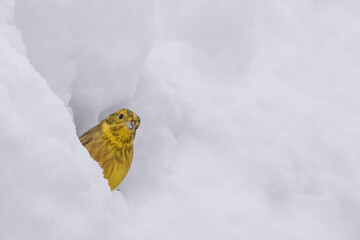 Isolated yellowhammer hiding in the snow on a cold winter day