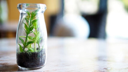 mini tree in glass bottle recycle green concept environmental plant