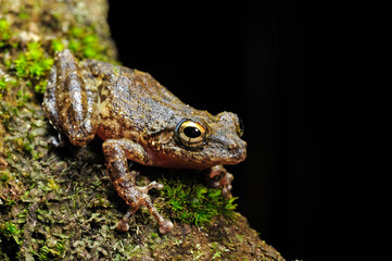 Ruderfrosch // Hollow-snouted Shrub Frog (Pseudophilautus cf. cavirostris) - Sri Lanka