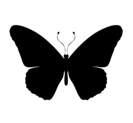 Black butterfly vector icon, isolated on white