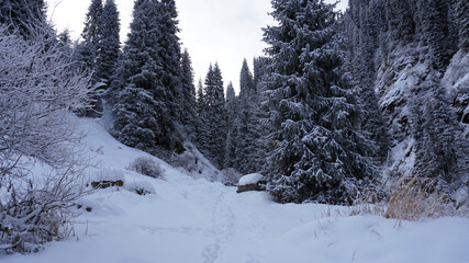 The mountain forest is completely covered with snow. The branches of trees and tall firs are all covered in snow. The steep slopes of the mountains, white snow. You can see path where people walked.