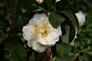 Obraz premium Kamelie Drouard Guillon