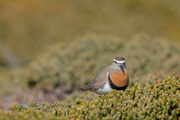 The rufous-chested plover (Charadrius modestus)