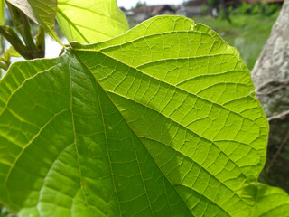 Fototapeta na wymiar Texture of the leaves exposed to sunlight