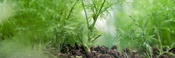 green dill grows on blurry vegetable garden bed macro