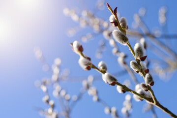 Fresh spring catkin branches with blue sky on the background and sunlight