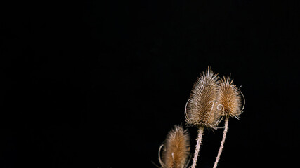 autumn wildflower teasel Dipsacus Fullonum on black macro