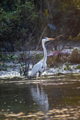 Grey Heron from one of the Bird Sanctuary in India