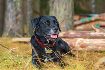 Portrait of a Labrador in the village. Photographed close-up.