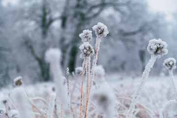 frost on the branches