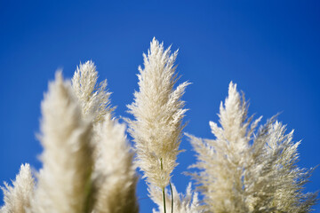 Reed close up with blue sky.