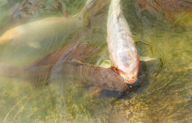 Japanese carp in water