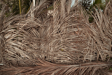 Naturalne ekologiczne tło z liści palm kokosowej, piękna tekstura jasno brązowa. - obrazy, fototapety, plakaty