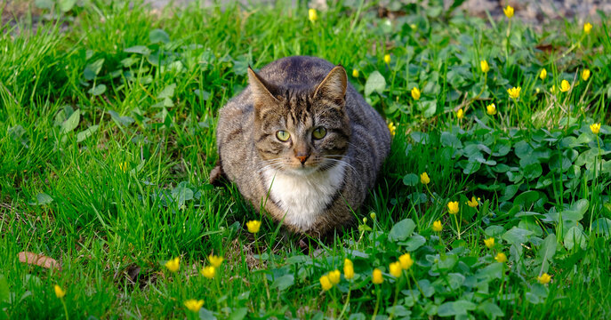 Cat