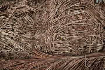 Naturalne ekologiczne tło z liści palm kokosowej, piękna tekstura jasno brązowa.