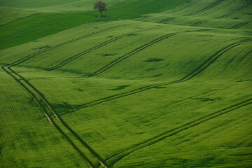 Lonely tree in green fields with trails from tractors