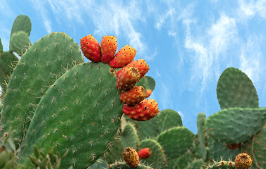 green cactus with red fruit