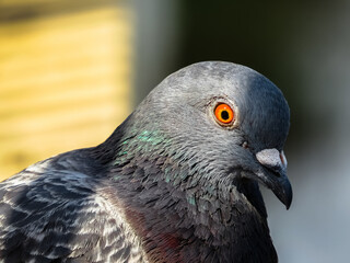 Beautiful look of a colorful pigeon, great background.
