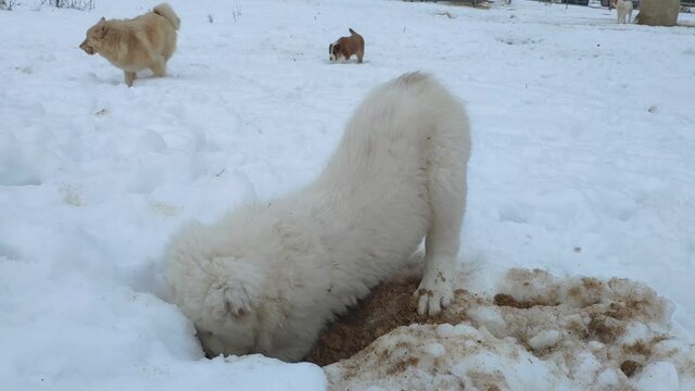 little alabai puppy digs a hole in the snow