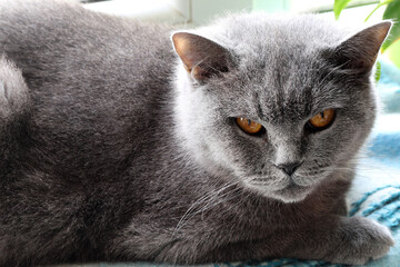 British blue cat with yellow eyes laying on the window