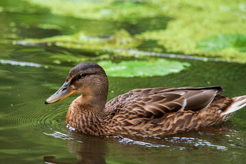 The duck swims in a pond in green water.
