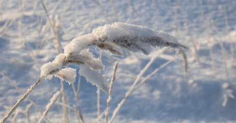 Dry reeds covered with snow. Golden reed grass, pampas grass. Abstract natural background. Beautiful pattern with neutral colors. Minimalistic, stylish, trendy concept