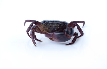 field crab Isolated on white background