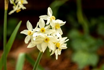 Paper white Narcissus 
