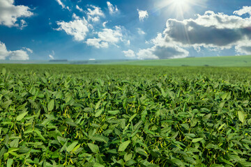 Fototapeta na wymiar Soy field in the sunshine with blue sky