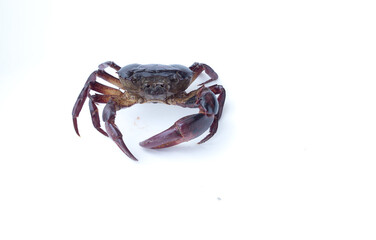 field crab Isolated on white background