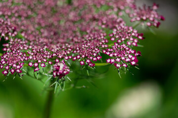 Red Queen Ann's Lace Closeup