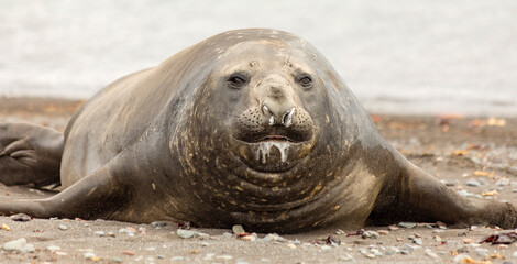 Portrait of a young male Southern Elephant Seal