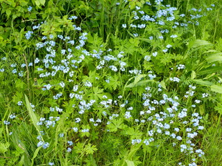 Herbaceous plant Forget-me-not (lat.Myosótis) of the Borage family (Boraginaceae) blooms among the grass on the summer lawn.