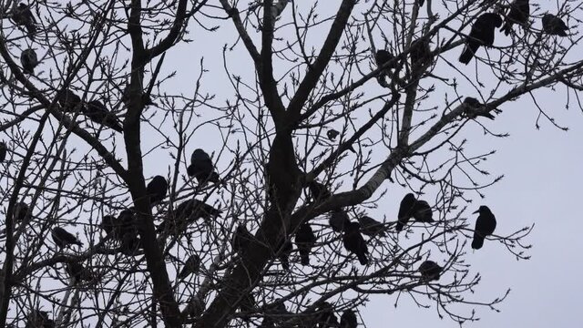 crows sit on branches of an autumn tree without leaves