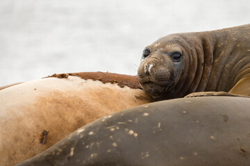 Young male Southern Elephant Seal resting with its mates. © Hélène Sauvageot