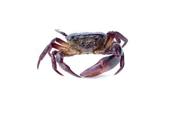 field Crab Isolated on white background