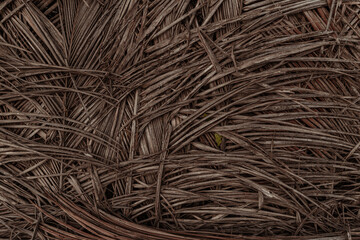 Naturalne ekologiczne tło z liści palm kokosowej, piękna tekstura jasno brązowa. - obrazy, fototapety, plakaty