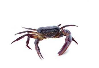 field Crab Isolated on white background
