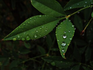 Hoja de lluvia