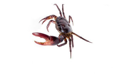 field Crab Isolated on white background